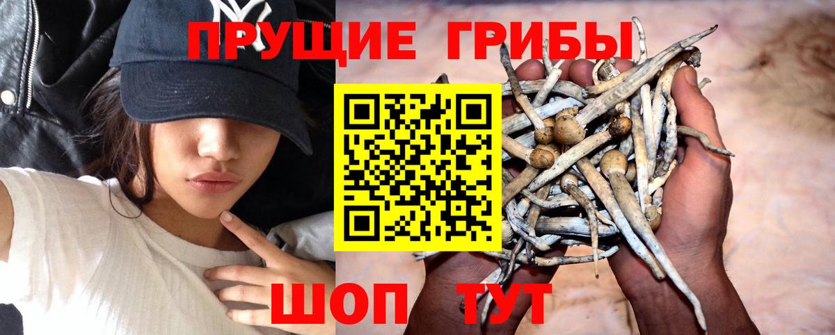 Галлюциногенные грибы Psilocybine cubensis  Вход с VPN  Луга 